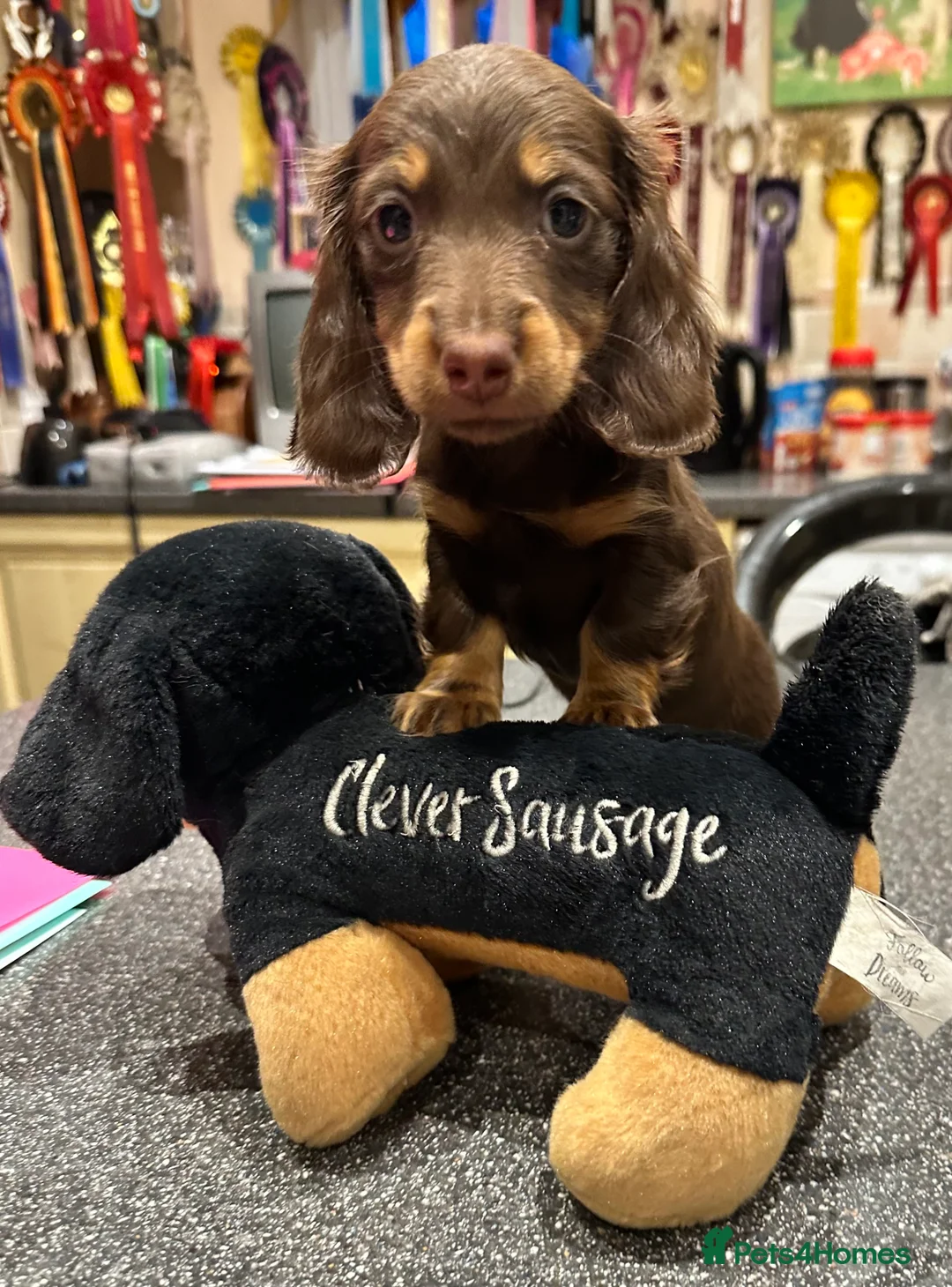 Dachshund dogs for stud: *STUD* Minature Long Haired Dachshund PRA 1 Clear in Waltham Abbey - Advert 13