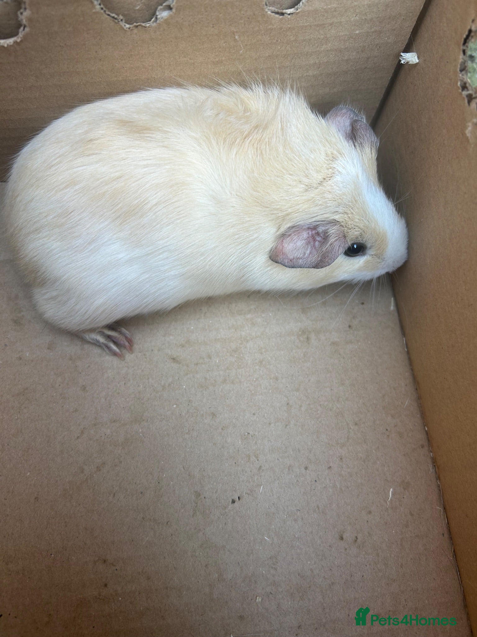 Guinea Pig rodents 10 week old guinea pig, 2 male adult pigs - Advert 20