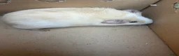 Guinea Pig rodents for sale: 10 week old guinea pig, 2 male adult pigs - Advert 1