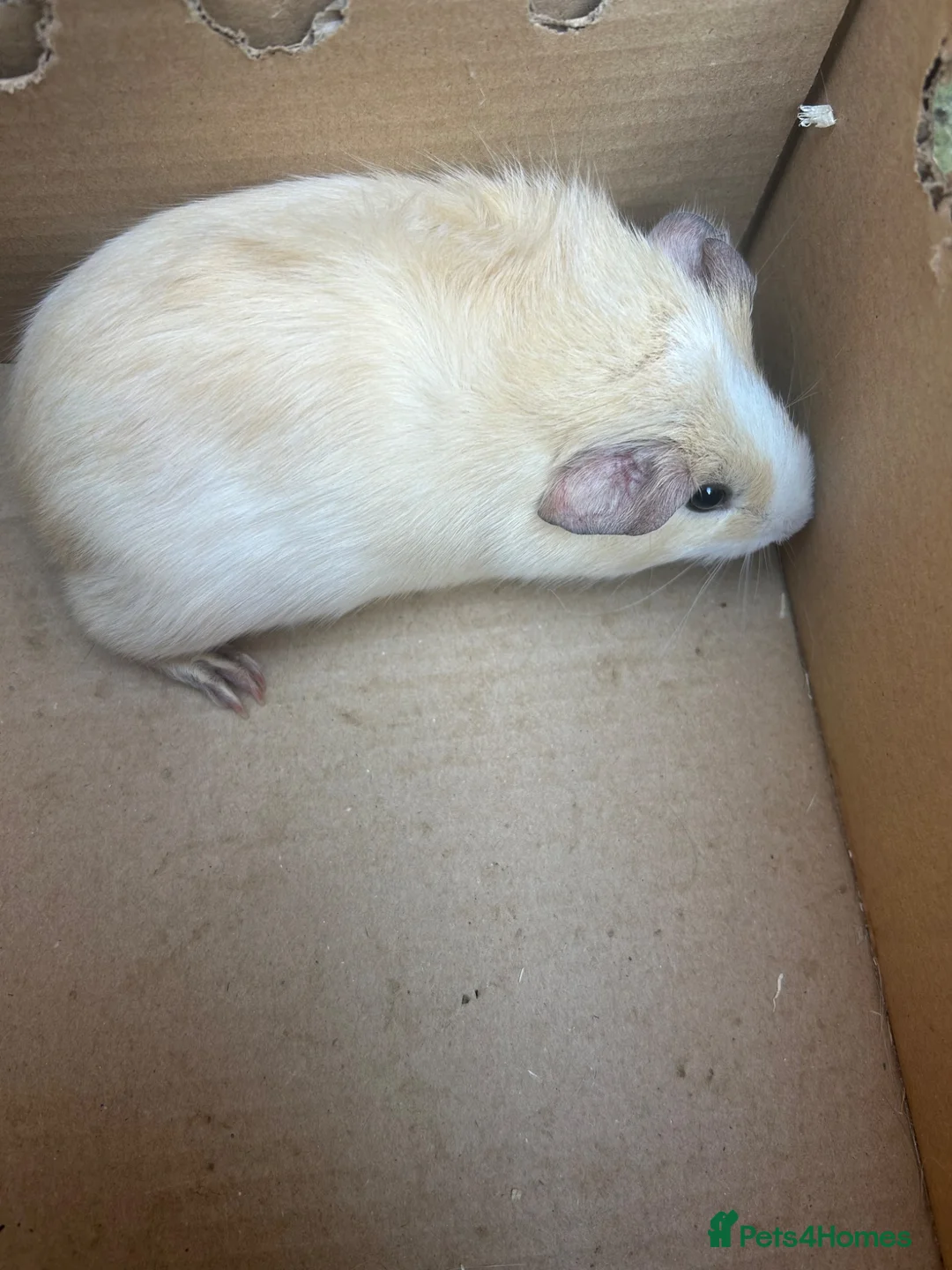 Guinea Pig rodents for sale: 10 week old guinea pig, 2 male adult pigs - Advert 1