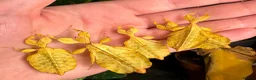 Stick Insects invertebrates for sale: Phyllium letiranti nymphs (leaf / stick insects) - Advert 1