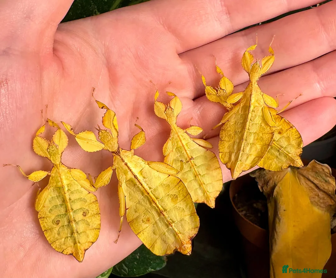 Stick Insects invertebrates for sale: Phyllium letiranti nymphs (leaf / stick insects) - Advert 1