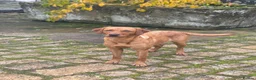 Labrador Retriever dogs for sale: Beautiful Fox Red Labrador puppies in Market Rasen - Advert 4