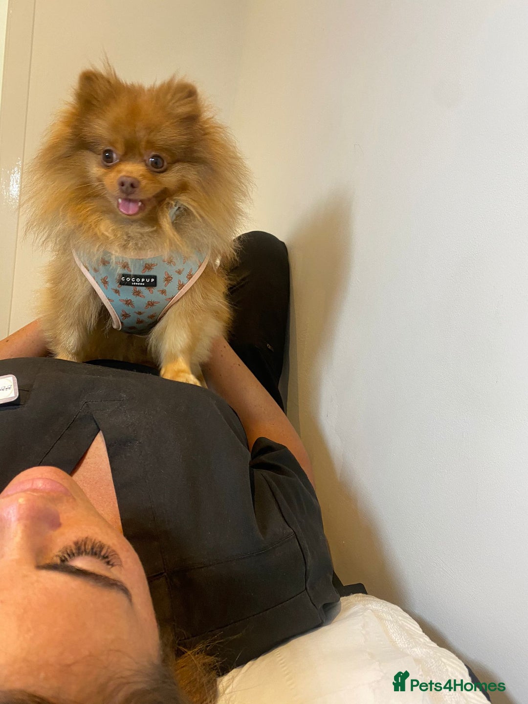 Pomeranian dogs for stud: Cobee (PROVEN)  ( STUD ONLY ) (PRODUCING MERLES)   in Liverpool - Advert 9