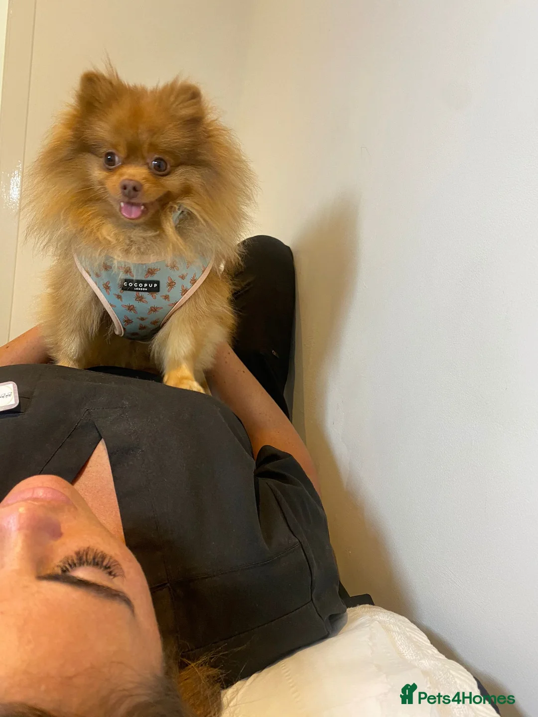 Pomeranian dogs for stud: Cobee (PROVEN)  ( STUD ONLY ) (PRODUCING MERLES)   in Liverpool - Advert 9