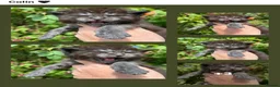 Maine Coon cats for sale: Anderpride kittens have arrived 📣.  - Advert 5