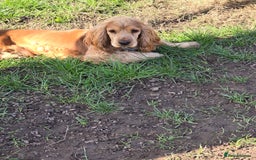 Cocker Spaniel dogs for stud: Stunning  Cocker Spaniel for stud in Northwood - Image 3