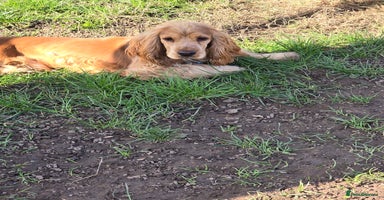 Cocker Spaniel dogs in Northwood - Advert 9
