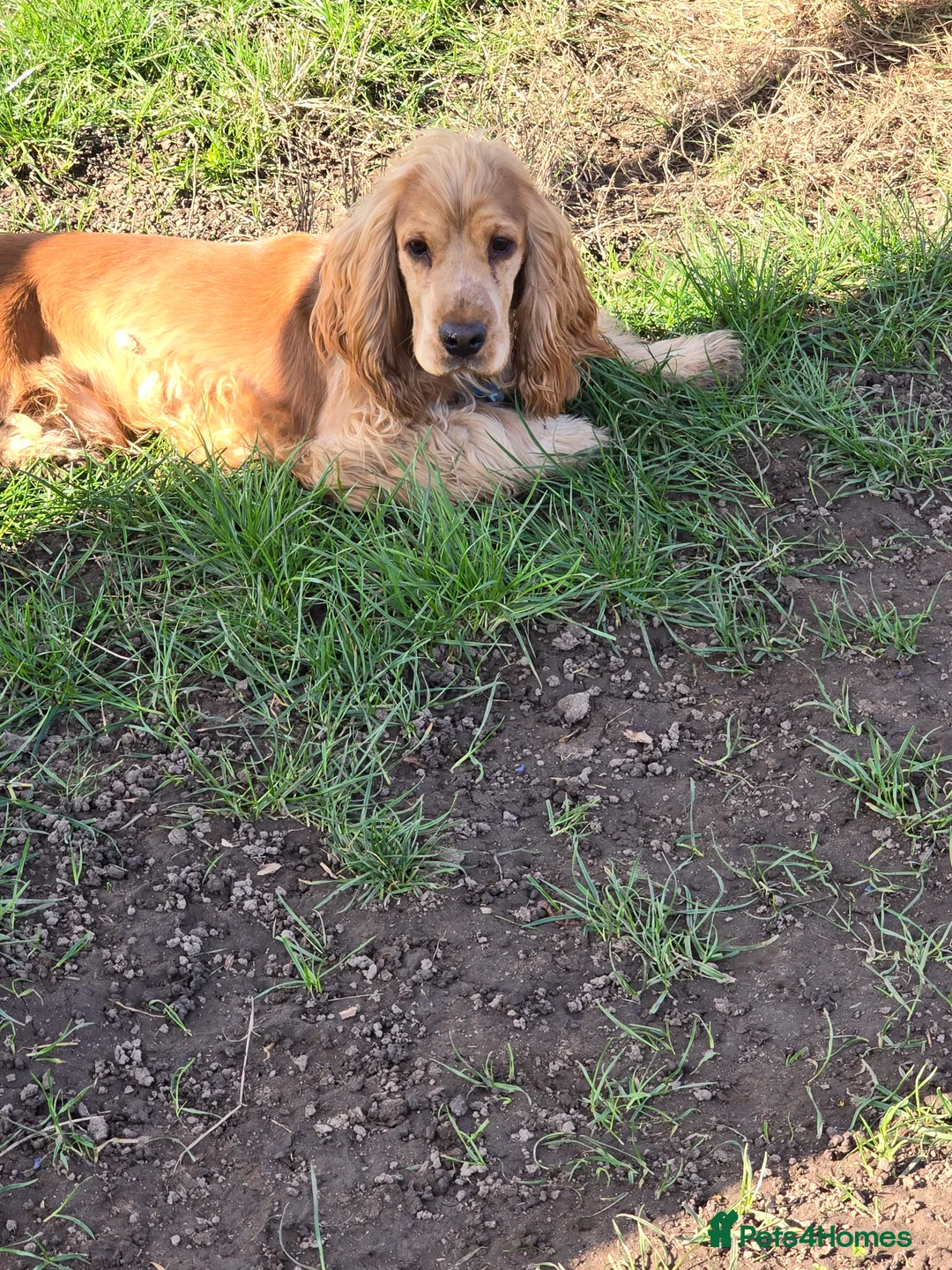Cocker Spaniel dogs for stud: Stunning  Cocker Spaniel for stud in Northwood - Advert 3