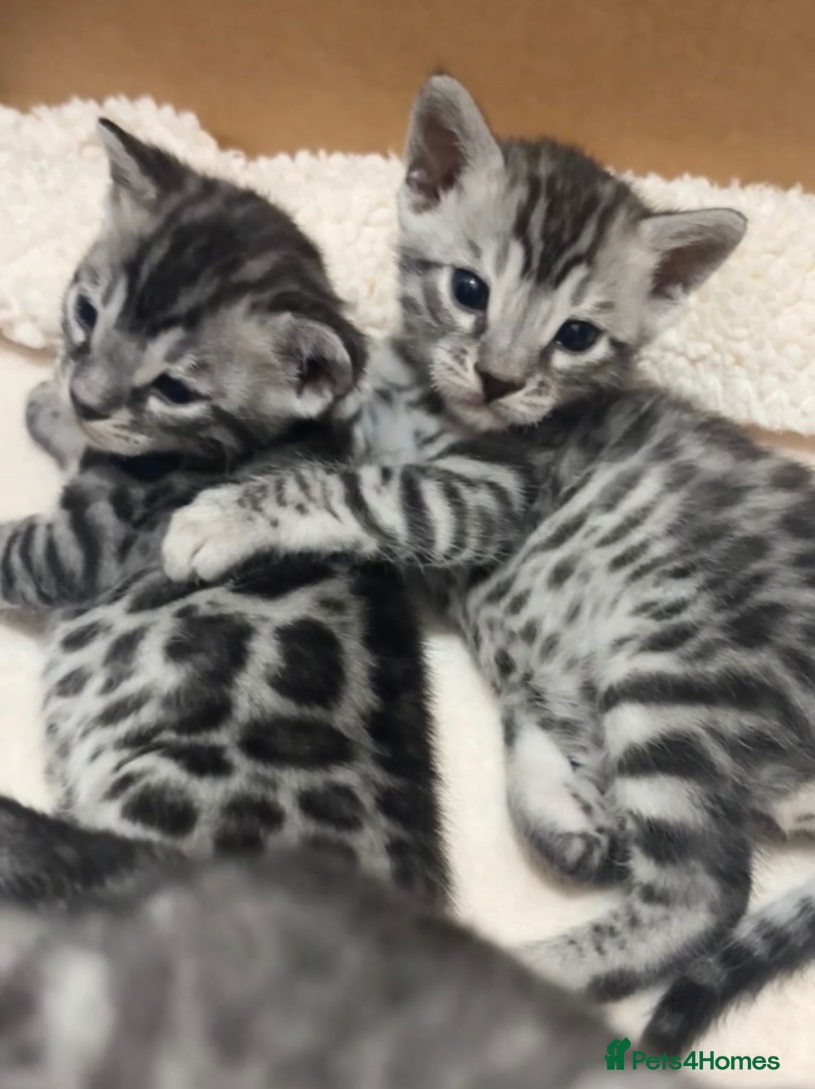 Bengal cats 🌟Pedigree bengal kittens 🌟 - Advert 1