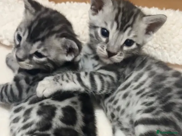 Bengal cats for sale: 🌟Pedigree bengal kittens 🌟 - Advert 1
