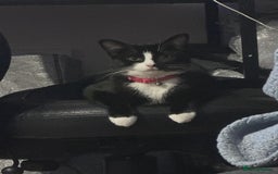 Ragdoll cats for sale: Beautiful ragdoll x domestic shorthair kittens - Image 9