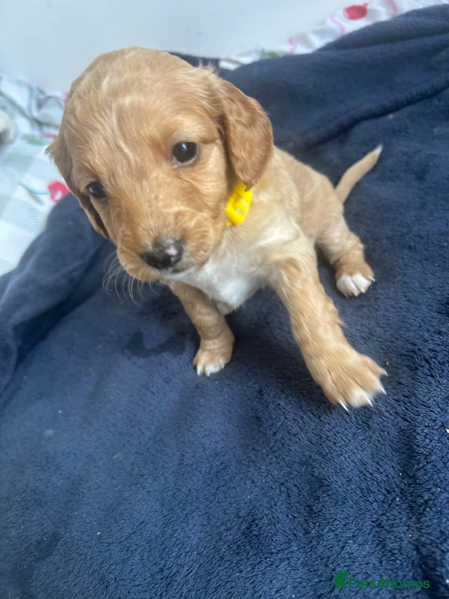 Cockapoo dogs Cockapoo Puppies - Advert 18