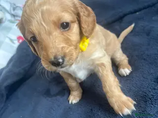 Cockapoo dogs Cockapoo Puppies - Advert 18
