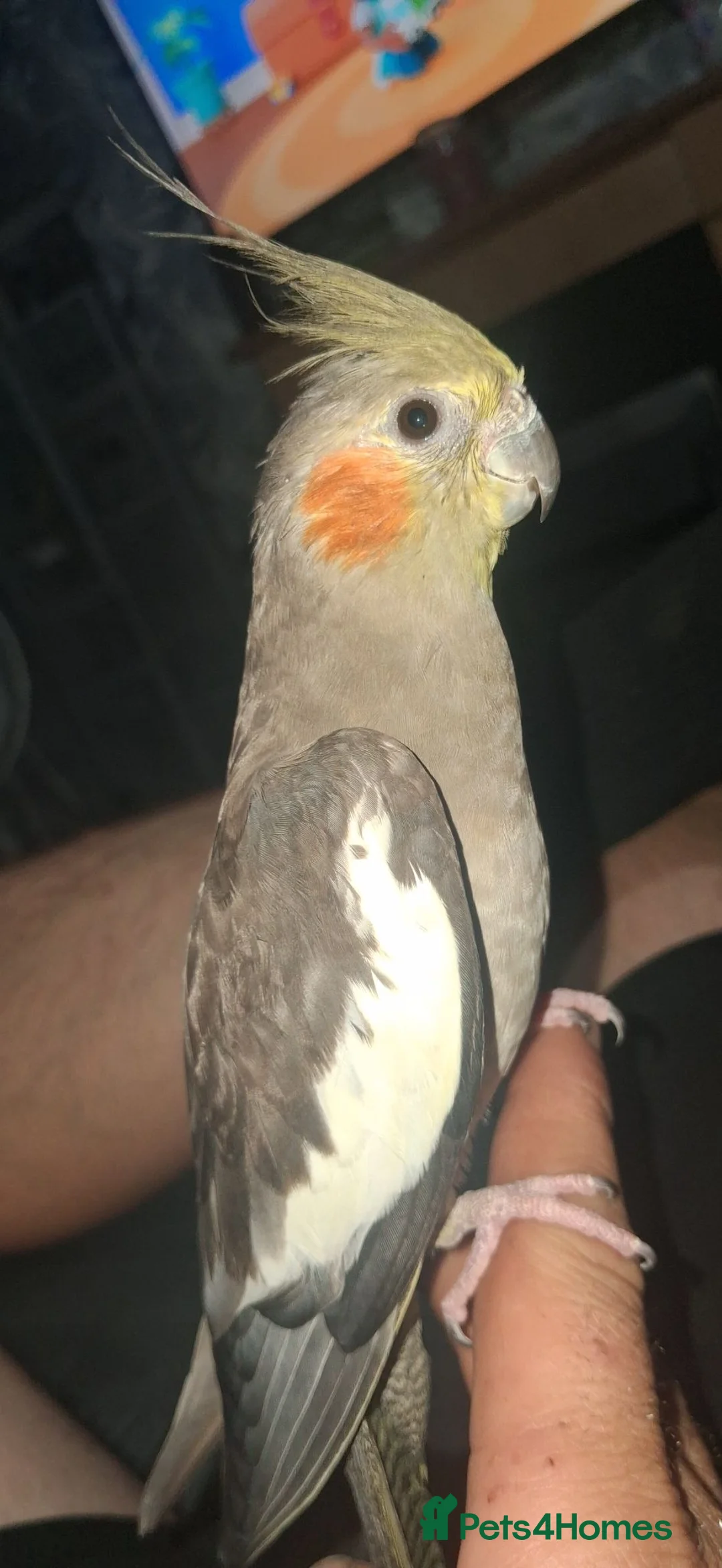 Cockatiels birds for sale: Young cockatiel - Advert 2