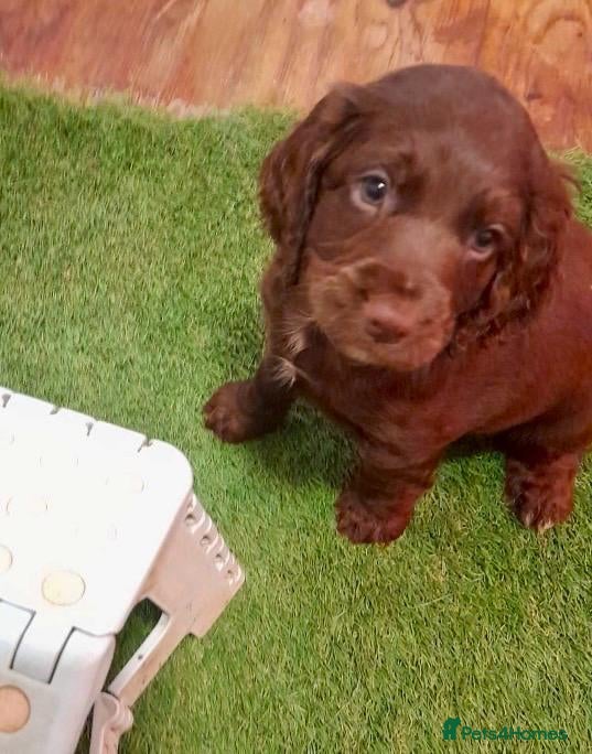 Cocker Spaniel dogs Cocker Spaniel puppies - 1 boy left! - Advert 1
