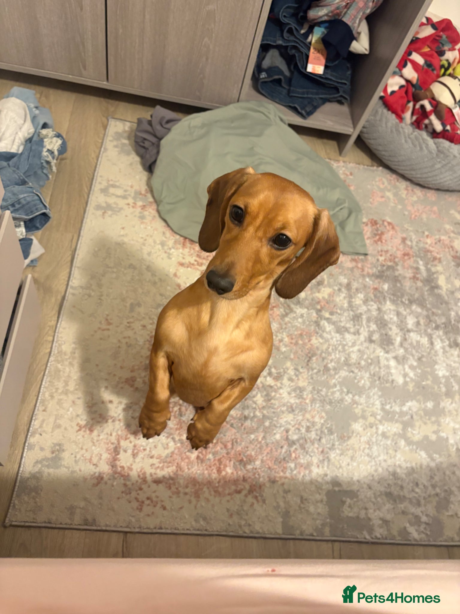 Miniature Dachshund dogs Beautiful miniature Dachshund Puppies - Advert 1