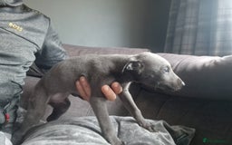 Mixed Breed dogs for sale: Whippet pups - Image 4