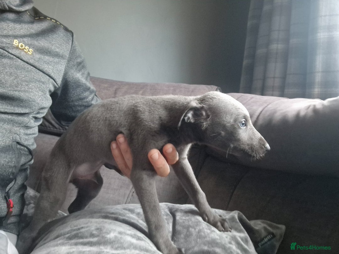 Mixed Breed dogs for sale: Whippet pups - Image 4