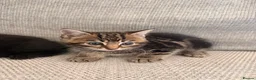 Mixed Breed cats for sale: 8 week old Mixed breed Kittens in Newtown - Advert 4
