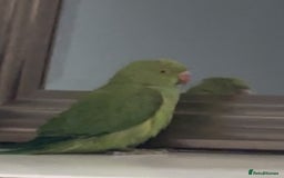 Ringnecks birds for sale: Ring neck parrot - Image 1