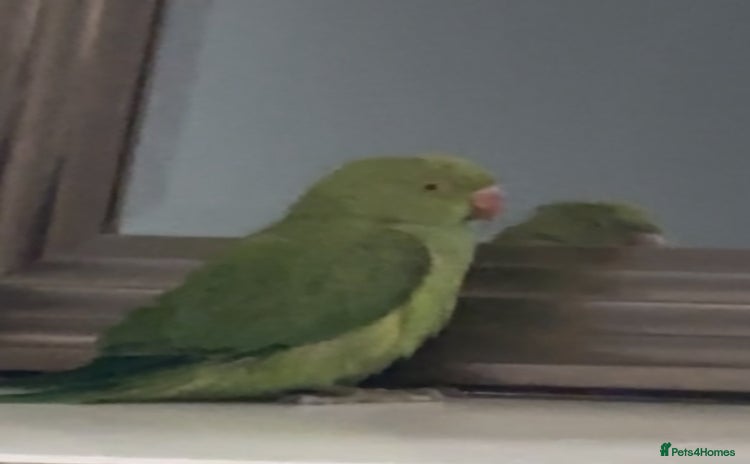 Ringnecks birds - Advert 4