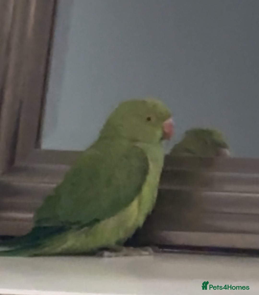 Ringnecks birds for sale: Ring neck parrot - Image 1