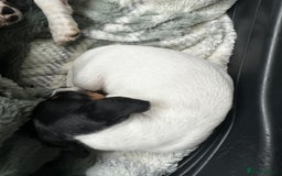 Jack Russell dogs for sale: Miniature Jack Russell’s  - Image 4