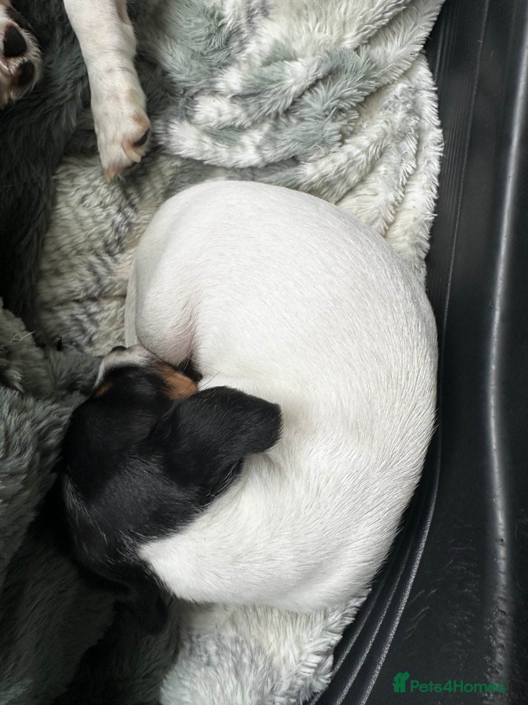 Jack Russell dogs for sale: Miniature Jack Russell’s  - Image 4