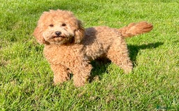 Labradoodle dogs for sale: Stunning F1b mini labradoodles  - Image 16