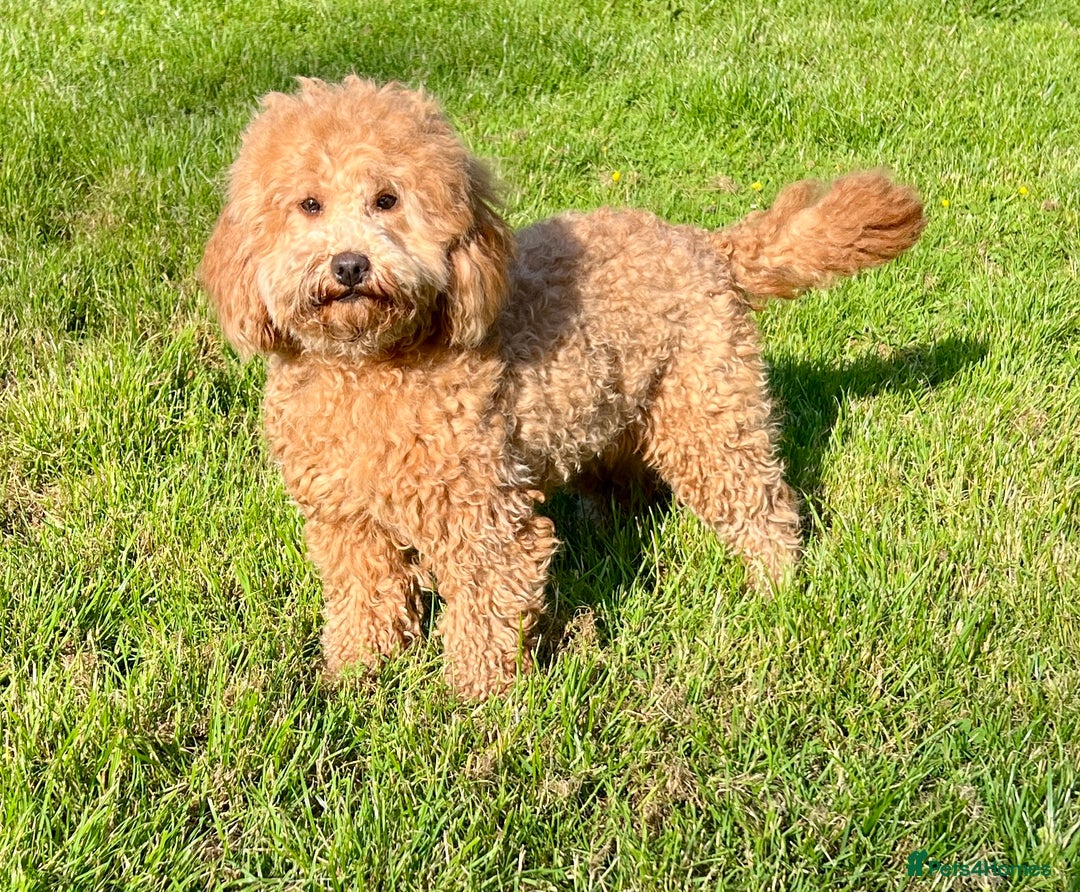 Labradoodle dogs for sale: Stunning F1b mini labradoodles  - Image 16
