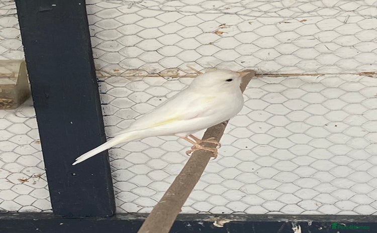 Canaries birds - Advert 6
