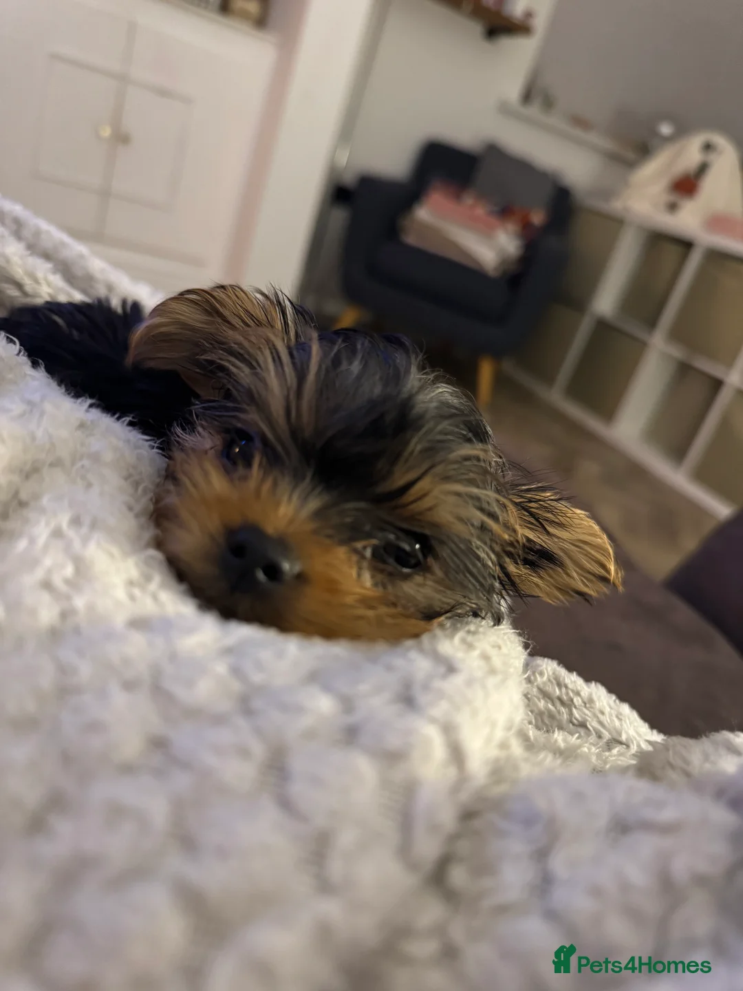 Yorkshire Terrier dogs for sale: Yorkie puppy - 6 months old  - Advert 2
