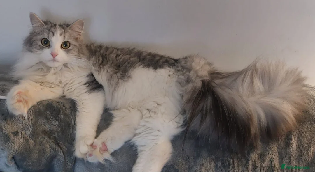 Siberian cats for sale: GCCF siberian brown tabby & white male kitten  - Advert 2