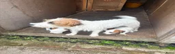 Jack Russell dogs for sale: 3 female Jack Russell puppies ready to go - Advert 15