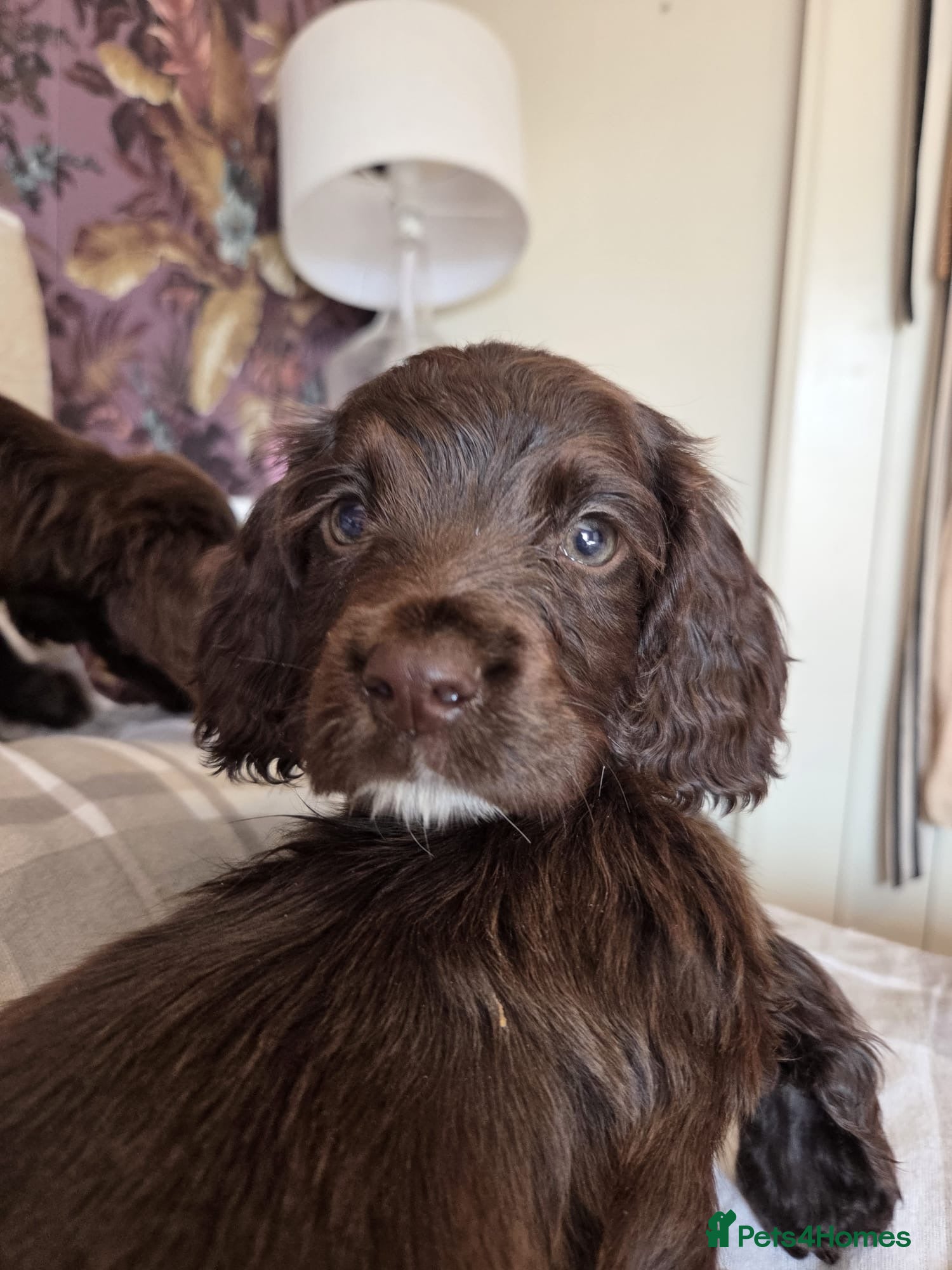 Cocker Spaniel dogs Lovely Cocker Spaniel puppies  - Advert 1