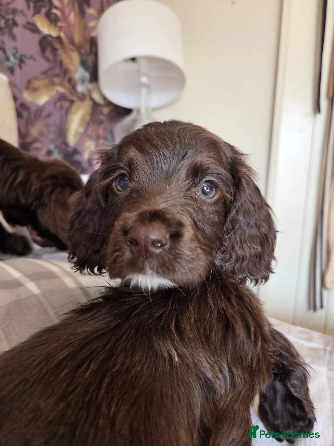 Cocker Spaniel dogs for sale: Lovely Cocker Spaniel puppies  - Advert 1
