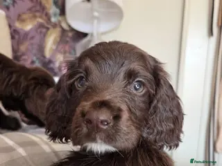 Cocker Spaniel dogs Lovely Cocker Spaniel puppies - Advert 2