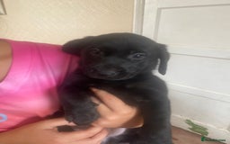 Labrador Retriever dogs for sale: Lovely Labrador puppies  - Image 35