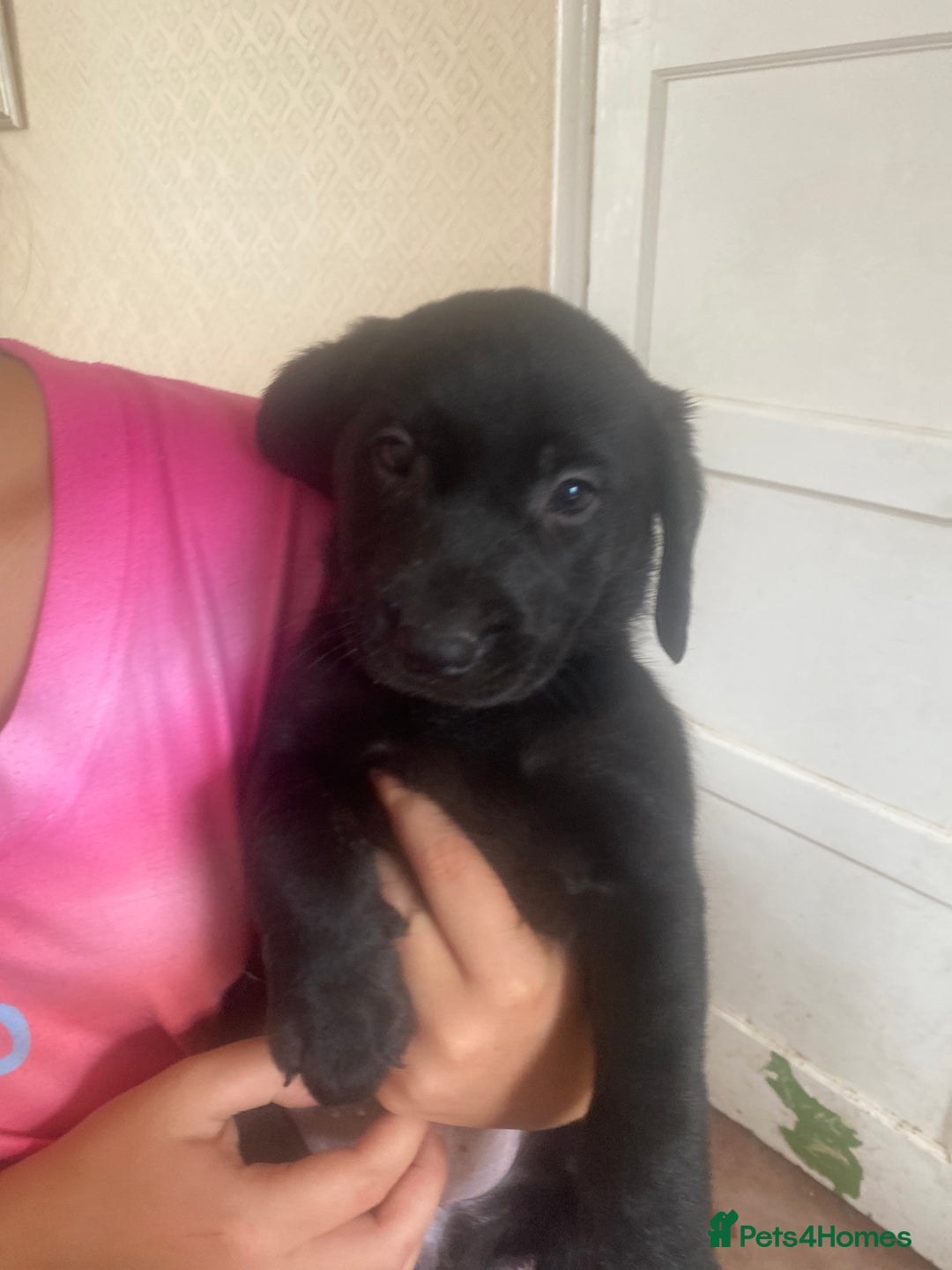 Labrador Retriever dogs for sale: Lovely Labrador puppies  - Image 35
