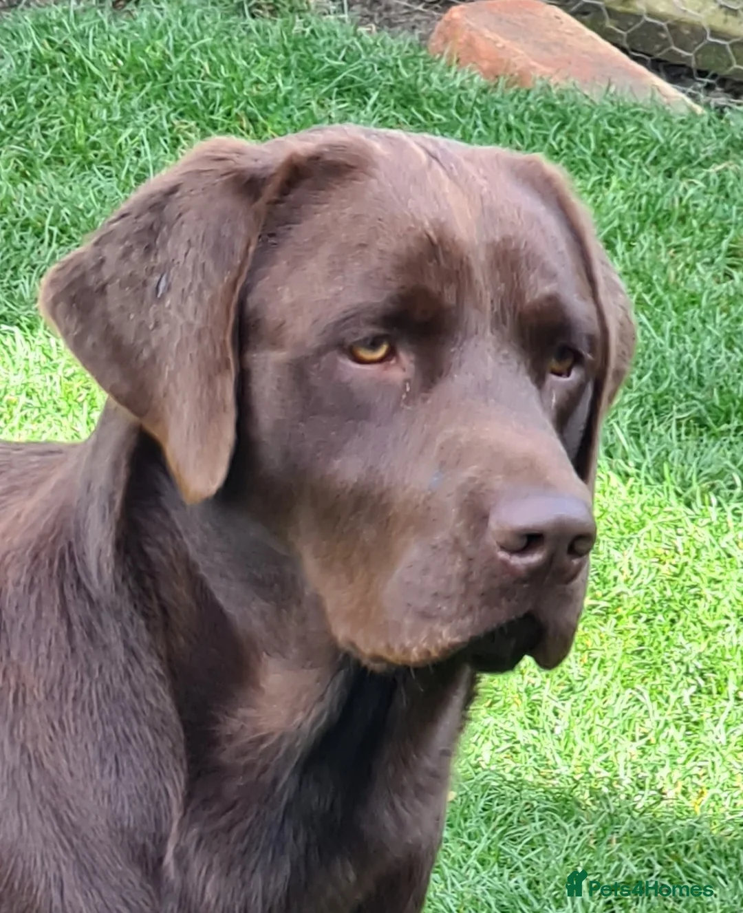 Labrador Retriever dogs for stud: Exceptional Chocolate Labrador FOR STUD in Bedford - Advert 11