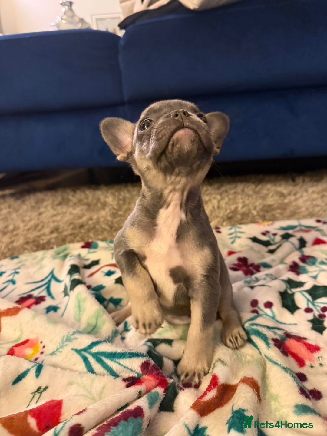 French Bulldog dogs for sale: French bulldog puppies  - Advert 2