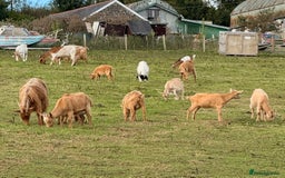Goats livestock for sale: Royal Golden Guernsey nannies, wether, billy - Image 1