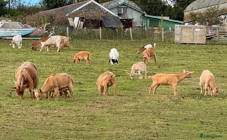 Goats livestock - Advert 4