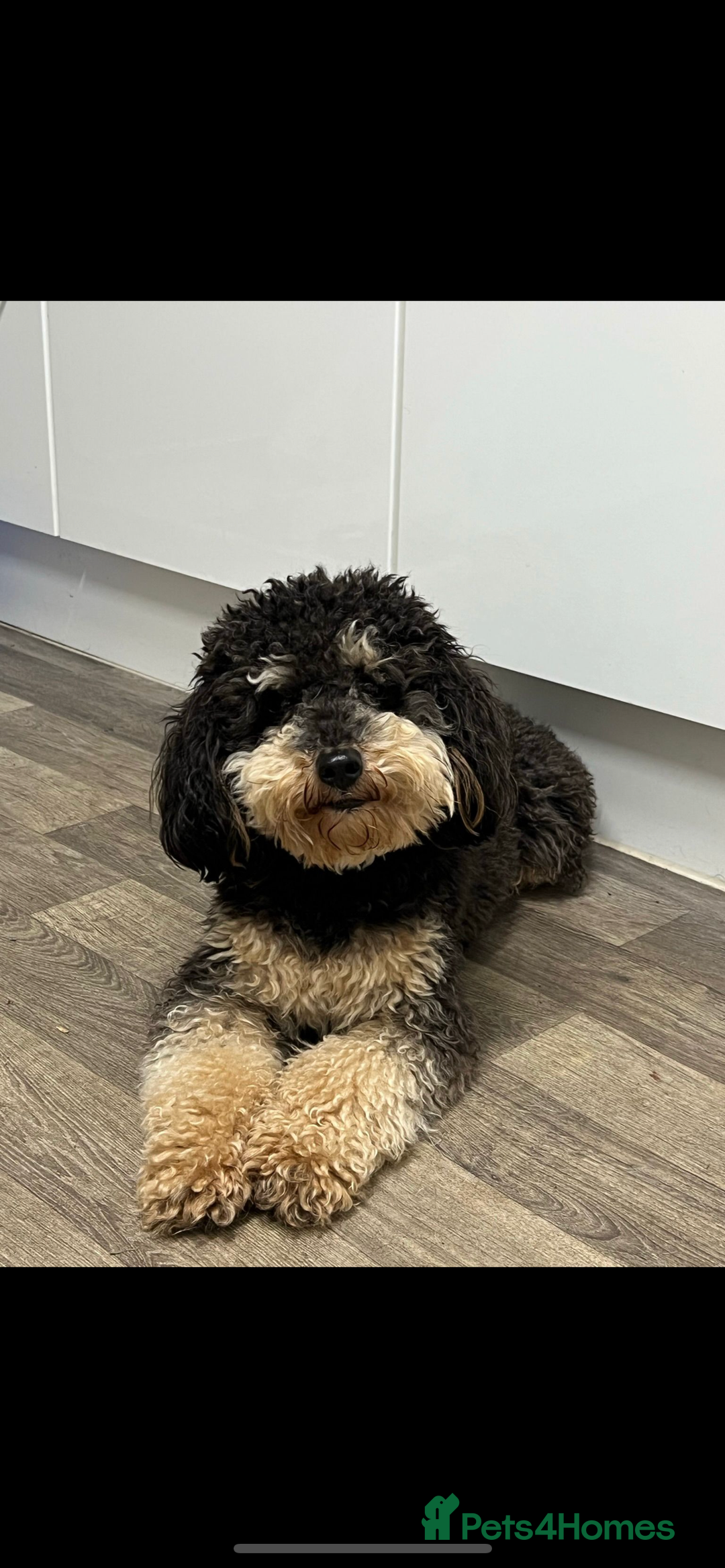 Bordoodle dogs for sale: GOLD STANDARD HIGH HEALTH COLLIPOO PUPPIES 🌟 - Image 20