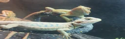 Bearded Dragon reptiles for sale: Baby bearded dragons  - Advert 5