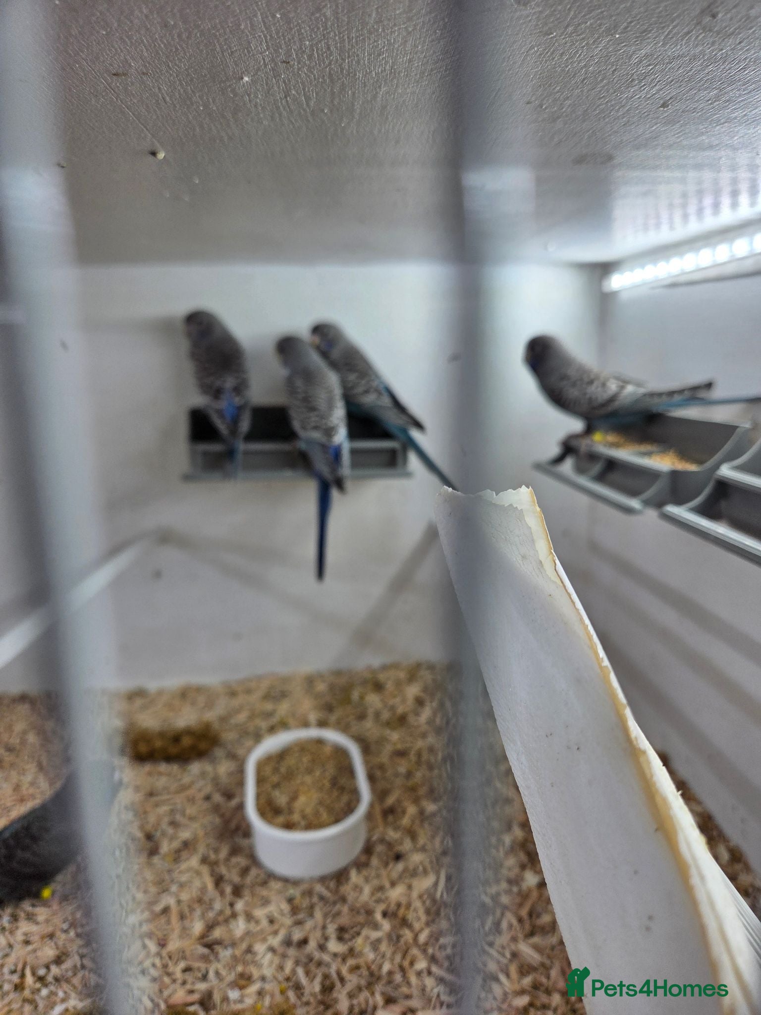 Budgerigars birds Black face budgies  - Advert 2