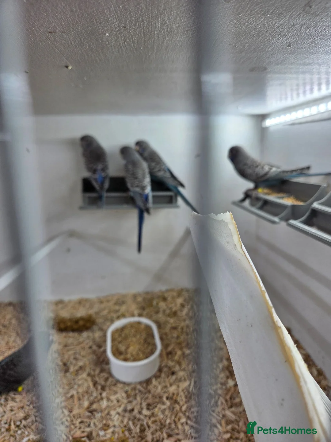 Budgerigars birds for sale: Black face budgies  - Advert 2