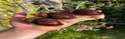Snails invertebrates for sale: Albino Giant African Snails for sale! - Advert 7