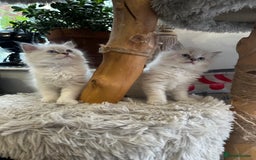 Ragdoll cats for sale: Beautiful Purebred Ragdoll Kittens  - Image 10